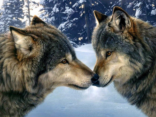 любовь - животные, пара, волк, волки, хищник, хищники, любовь - оригинал