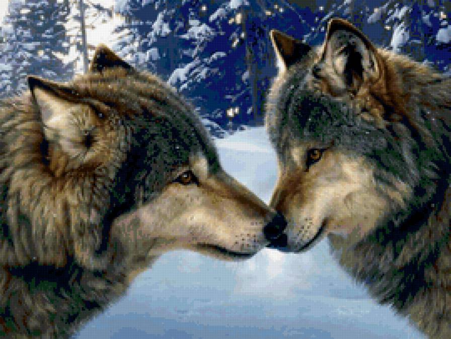 любовь - хищник, хищники, волки, пара, животные, волк, любовь - предпросмотр