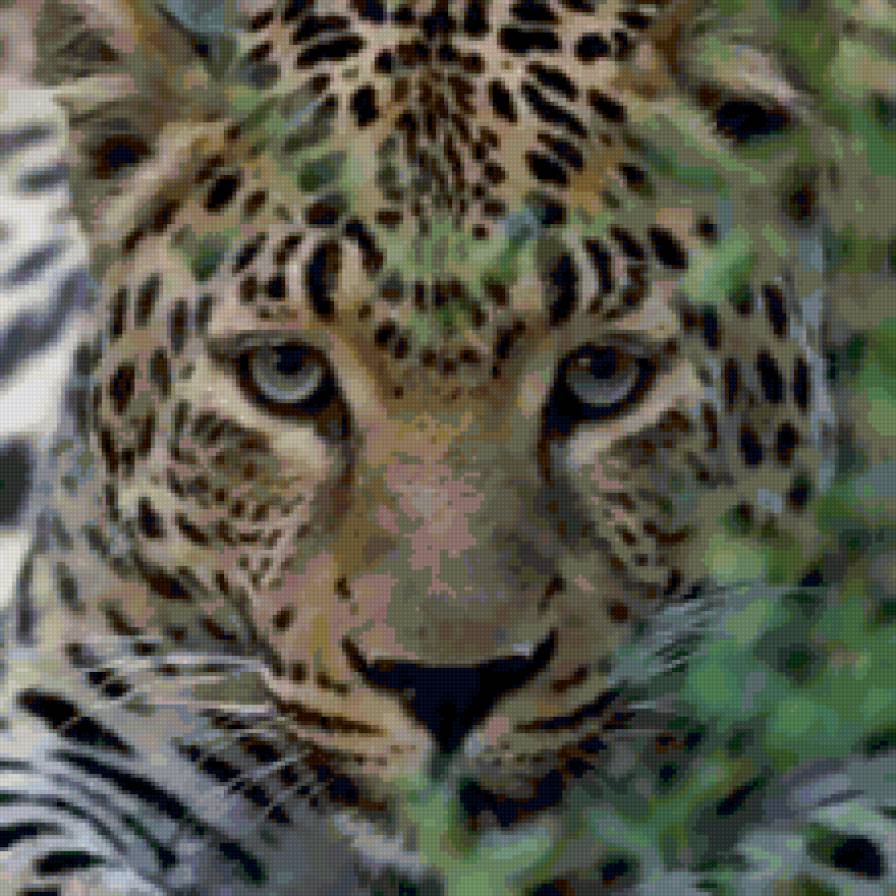 леопард - хищники, животные, хищник, леопард, кошки, кошка - предпросмотр