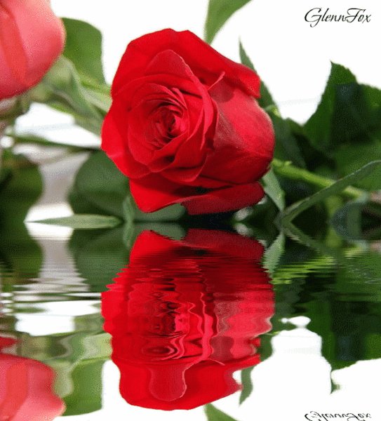 роза на воде - цветы - оригинал