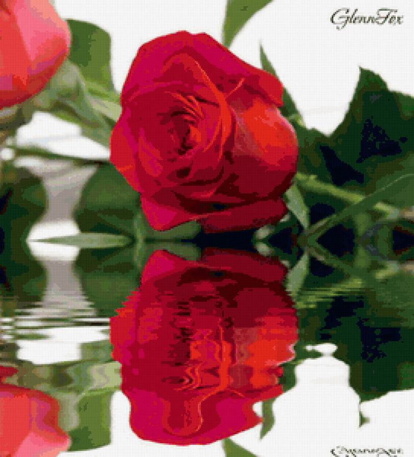 роза на воде - цветы - предпросмотр