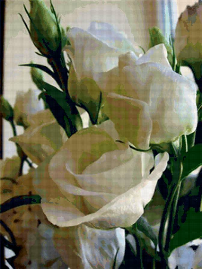 белые розы - цветы - предпросмотр
