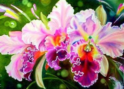 орхидеи - цветы, букет, орхидеи - оригинал
