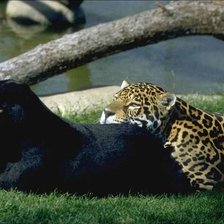 пантера и леопард