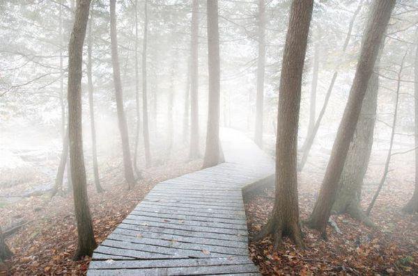 Дорога в туман - пейзаж, природа, туман, лес - оригинал