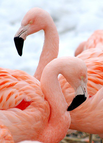 розовый фламинго - пара, любовь, птицы, розовый фламинго, фламинго - оригинал