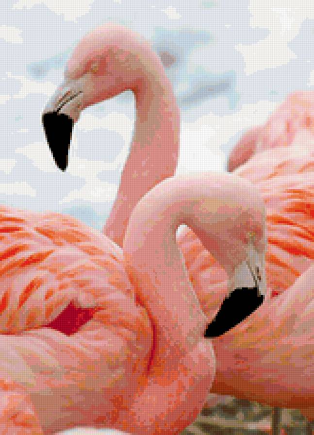 розовый фламинго - пара, птицы, фламинго, любовь, розовый фламинго - предпросмотр