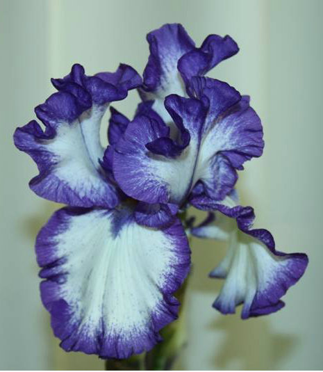 Ирис синий - ирисы, красиво, цветок - оригинал