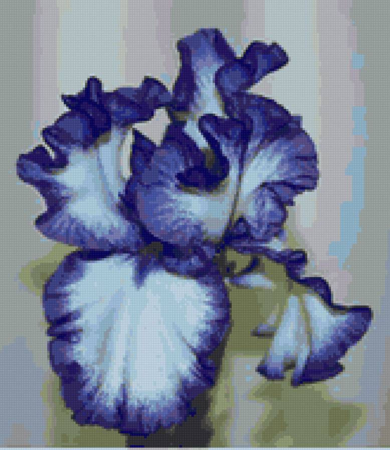 Ирис синий - красиво, ирисы, цветок - предпросмотр