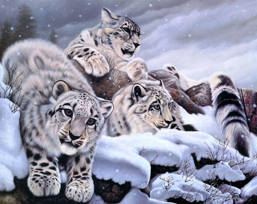 Снежные барсы - жывотные, природа, кошки - оригинал