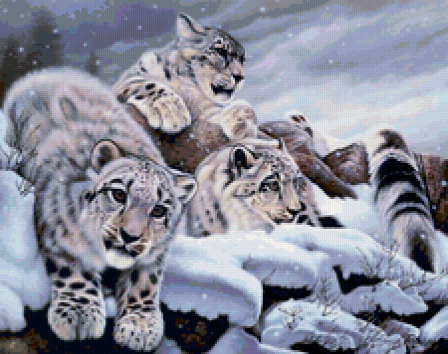 Снежные барсы - кошки, жывотные, природа - предпросмотр