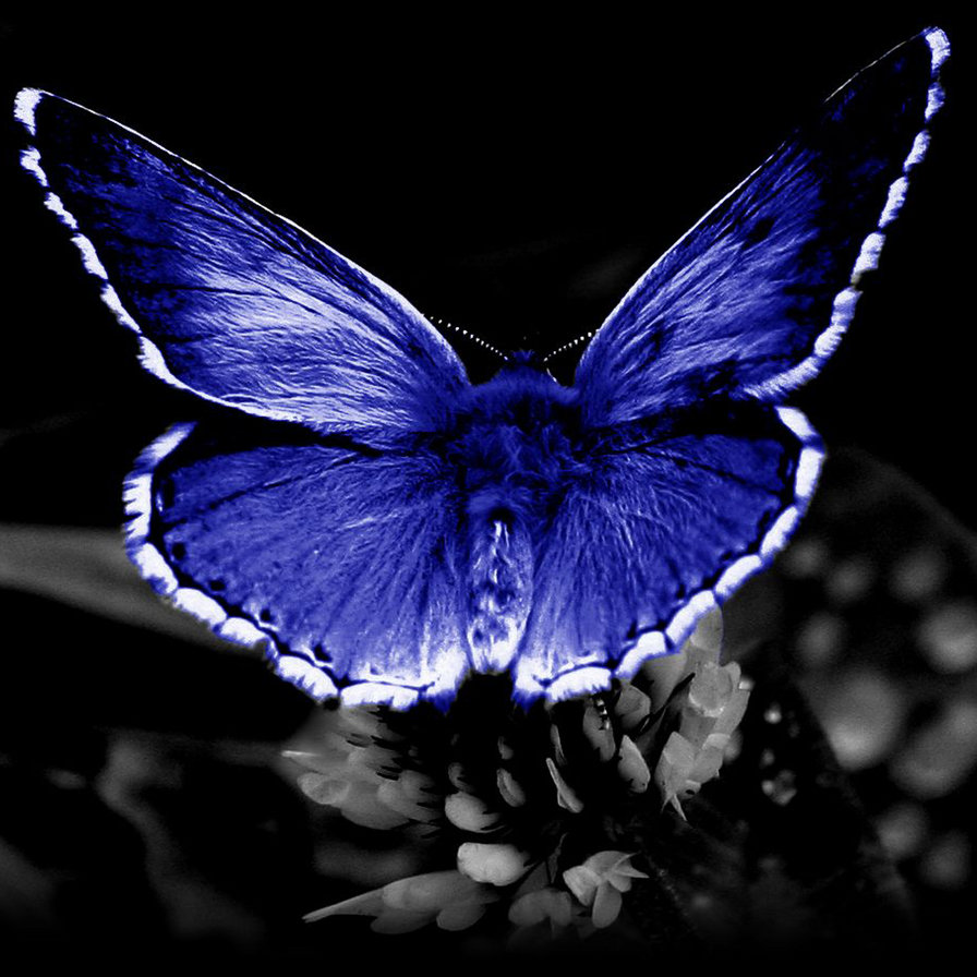 Бабочка - подушка, бабочка - оригинал