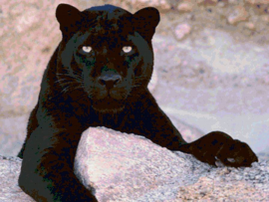 пантера - животные, хищники, леопард, черная пантера, кош, пантера, хищник - предпросмотр