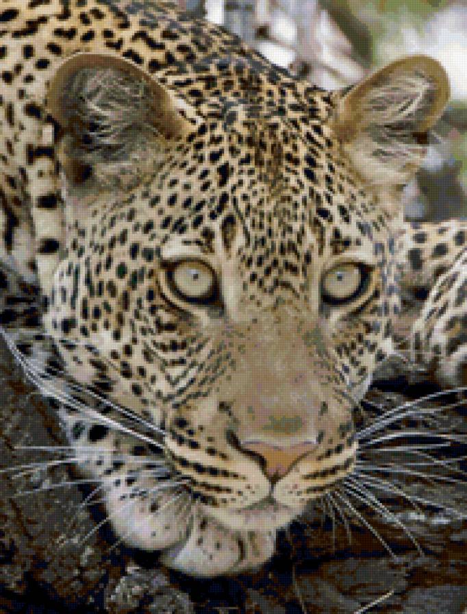 леопард - кошки, леопард, хищник, кошка, хищники, животные - предпросмотр