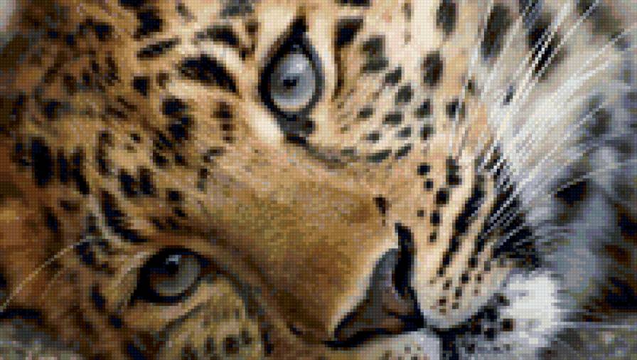 леопард - животные - предпросмотр