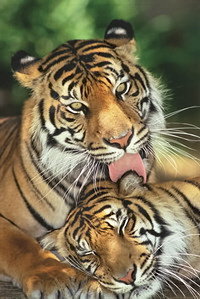 тигры - животные - оригинал