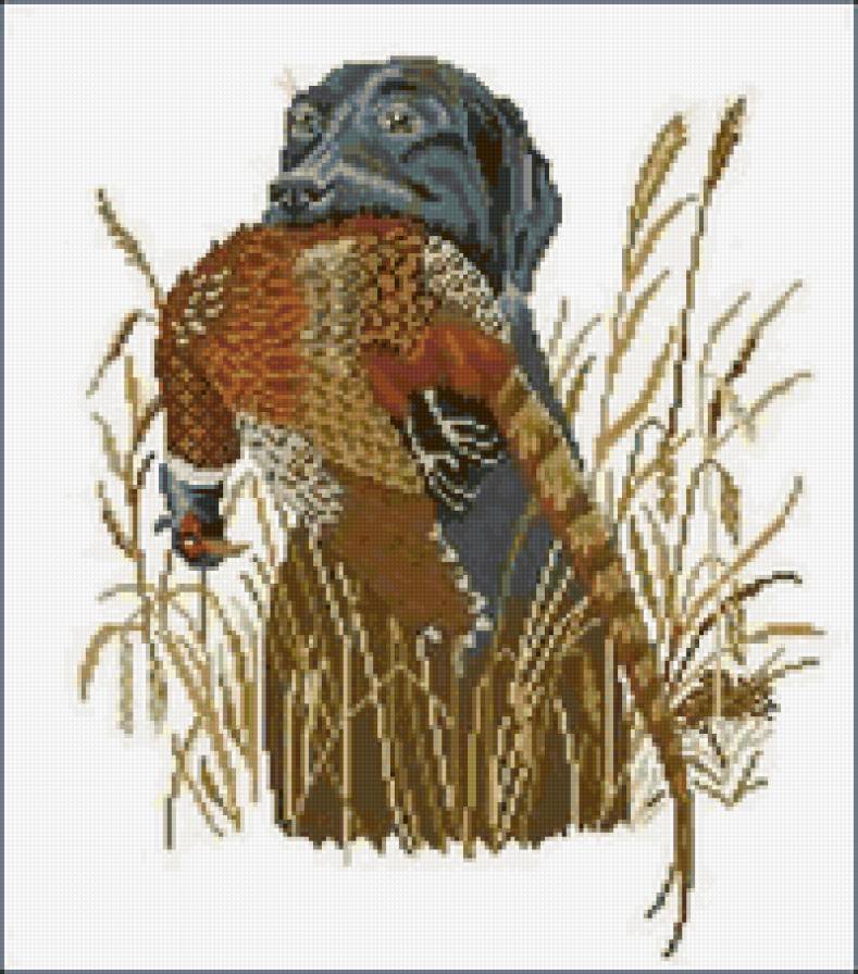 охотник - фазан, трава, птица, охота, пес - предпросмотр