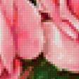Предпросмотр схемы вышивки «розы» (№5840)