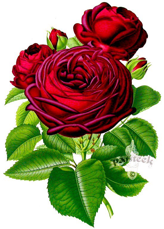 Розы - розы, цветок, цветы, флора, роза, розочки, душистые розы - оригинал