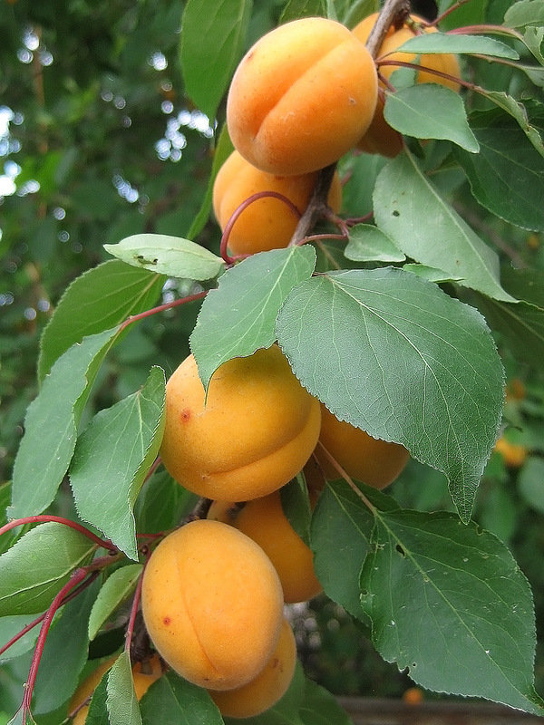 абрикос - абрикос, фрукты - оригинал