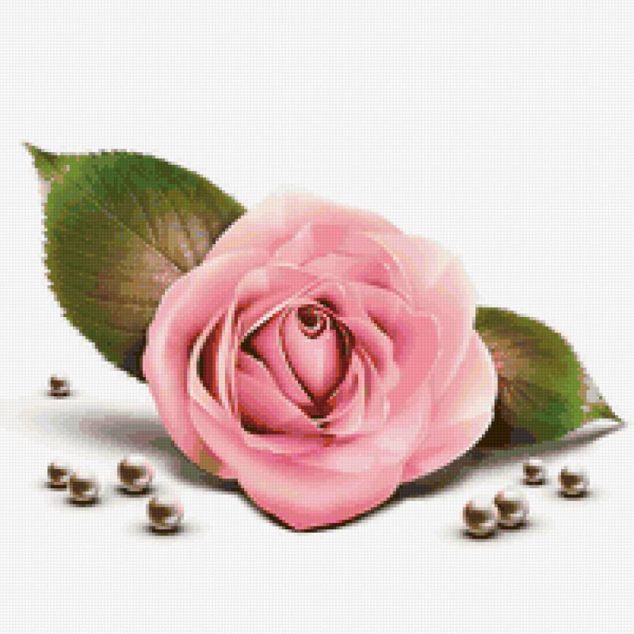 Роза чайная - предпросмотр