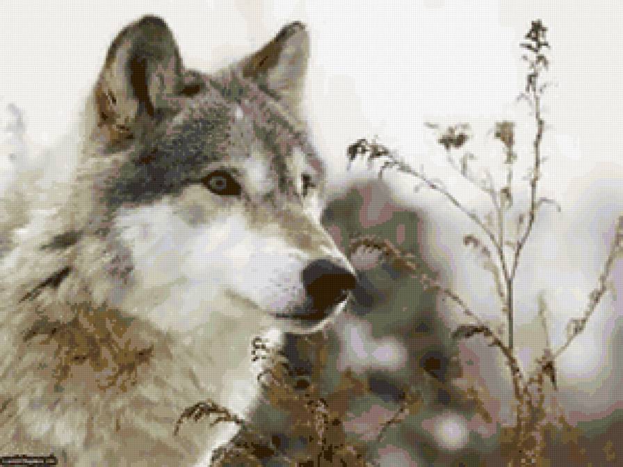 волк - волки, фауна, животные - предпросмотр