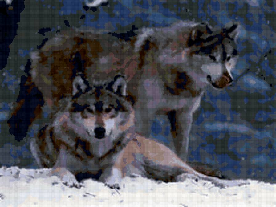 волки - волки, фауна, животные - предпросмотр