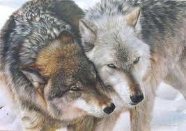 волки - животные, фауна, волки, любовь - оригинал