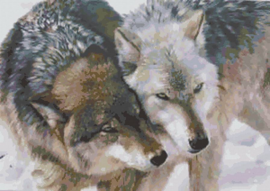 волки - животные, волки, любовь, фауна - предпросмотр