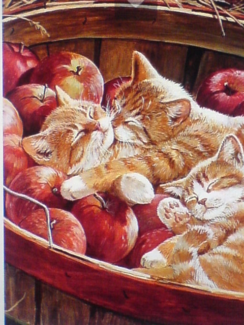 яблочки - природа, животные, кошки - оригинал