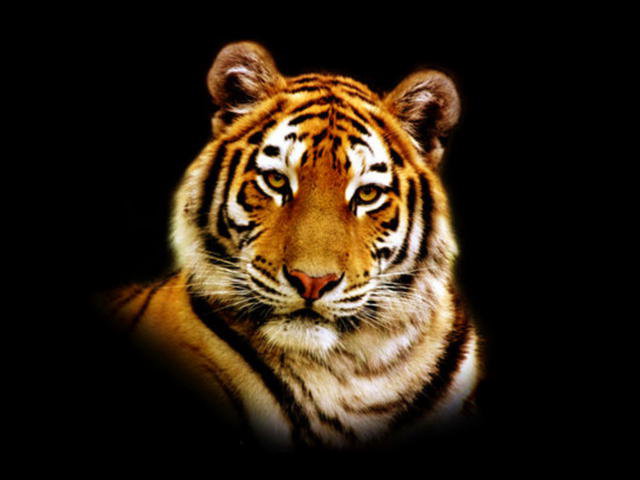 Портрет тигра) - портрет, животные, тигр - оригинал