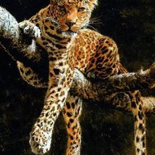 Оригинал схемы вышивки «леопард» (№6884)