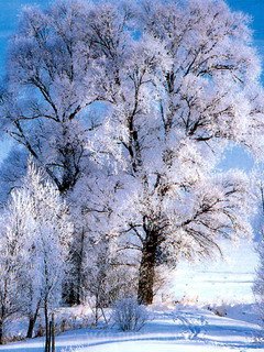 зима - зима, лес, снег - оригинал