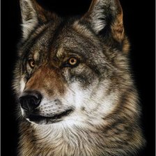 Оригинал схемы вышивки «Волк» (№7419)