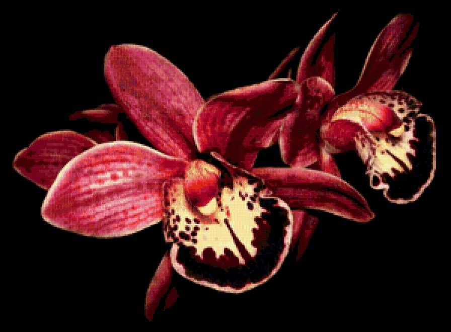 orchids - цветы - предпросмотр