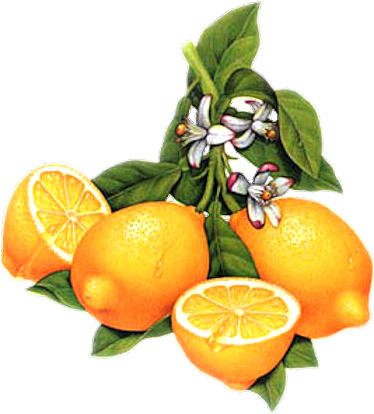 Яркие лимончики)) - лимоны, фрукты, для кухни - оригинал
