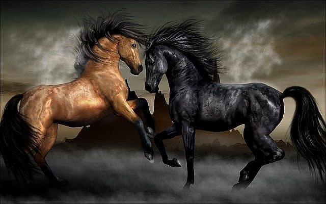 кони - лошади.кони, животные - оригинал