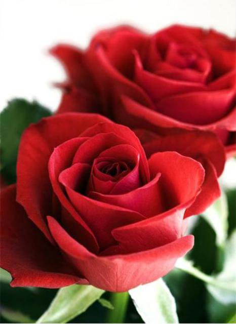 Большие красные розы) - flowers, красные розы, цветы, розы - оригинал