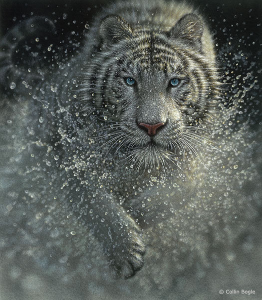 Тигр в воде - белый тигр, тигр, дикая природа, природа - оригинал