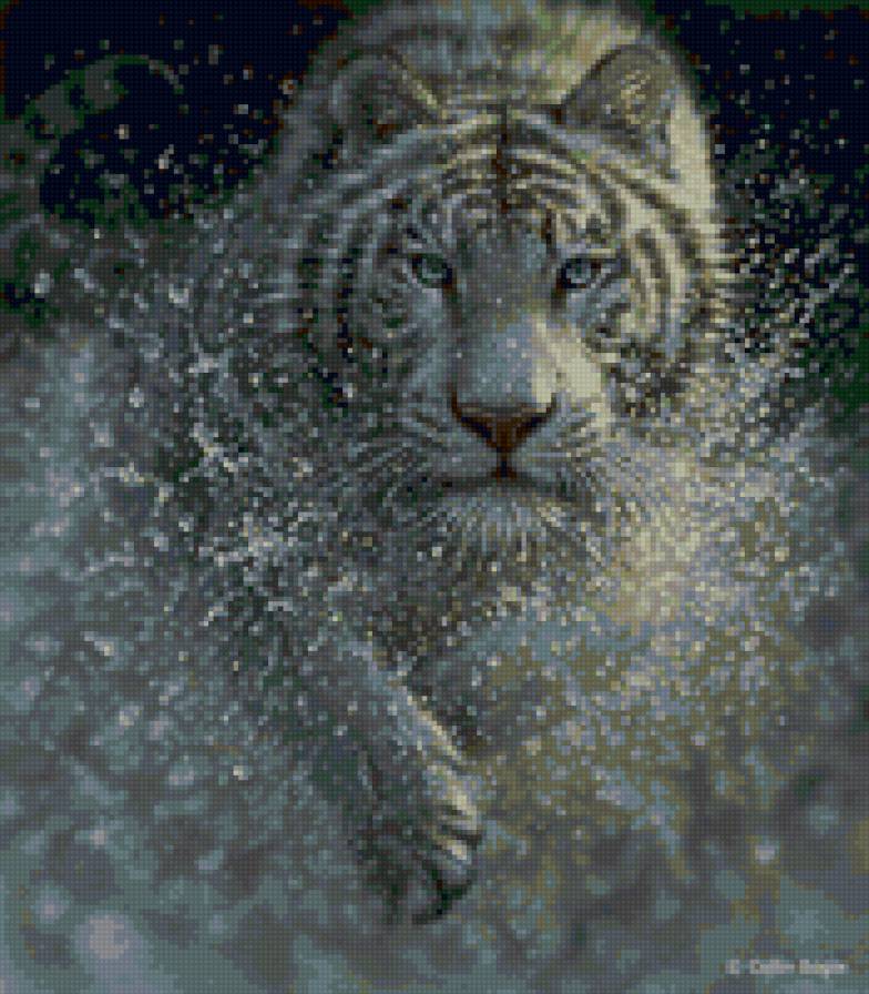 Тигр в воде - природа, тигр, белый тигр, дикая природа - предпросмотр