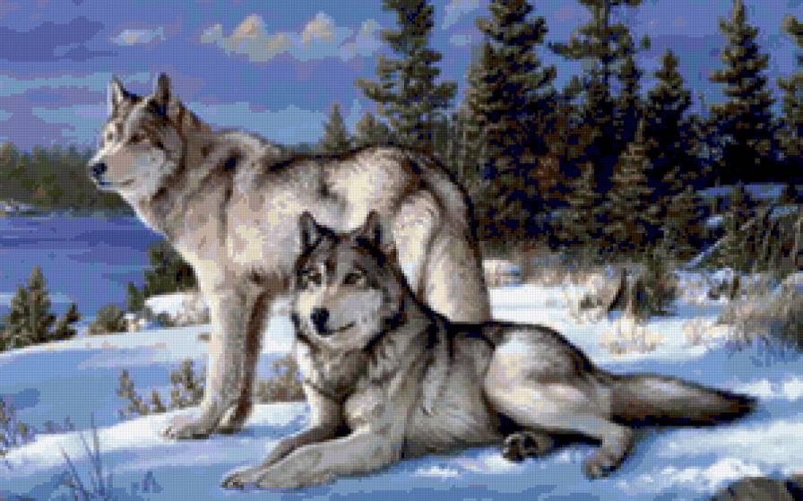 волки - зима, волк, хищники, стая, волки - предпросмотр