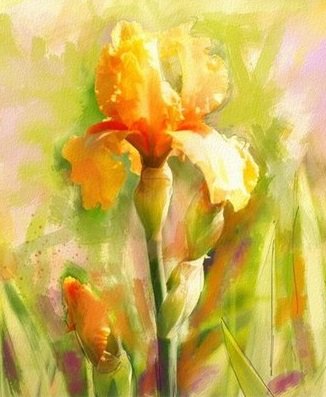 Оранжевые ирисы - природа, цветы, живопись, ирисы, акварель - оригинал