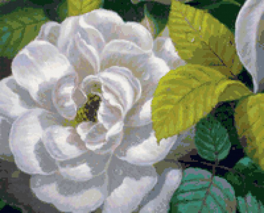 белый цветок - цветок - предпросмотр