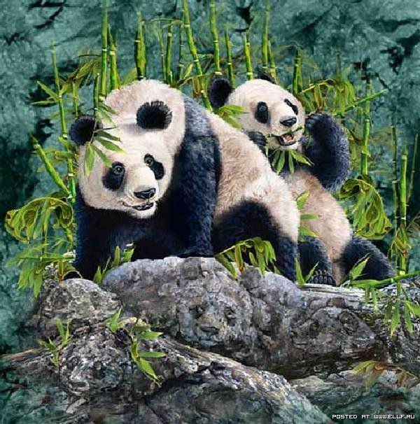 панда - панда, пара, животные - оригинал