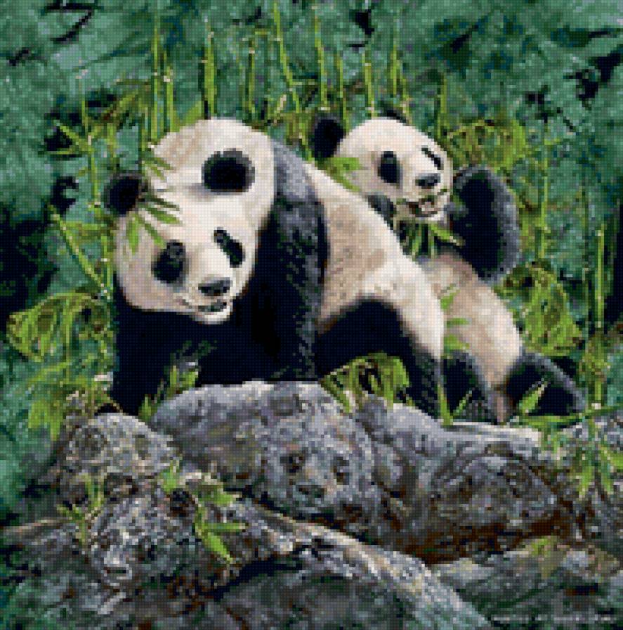 панда - пара, панда, животные - предпросмотр