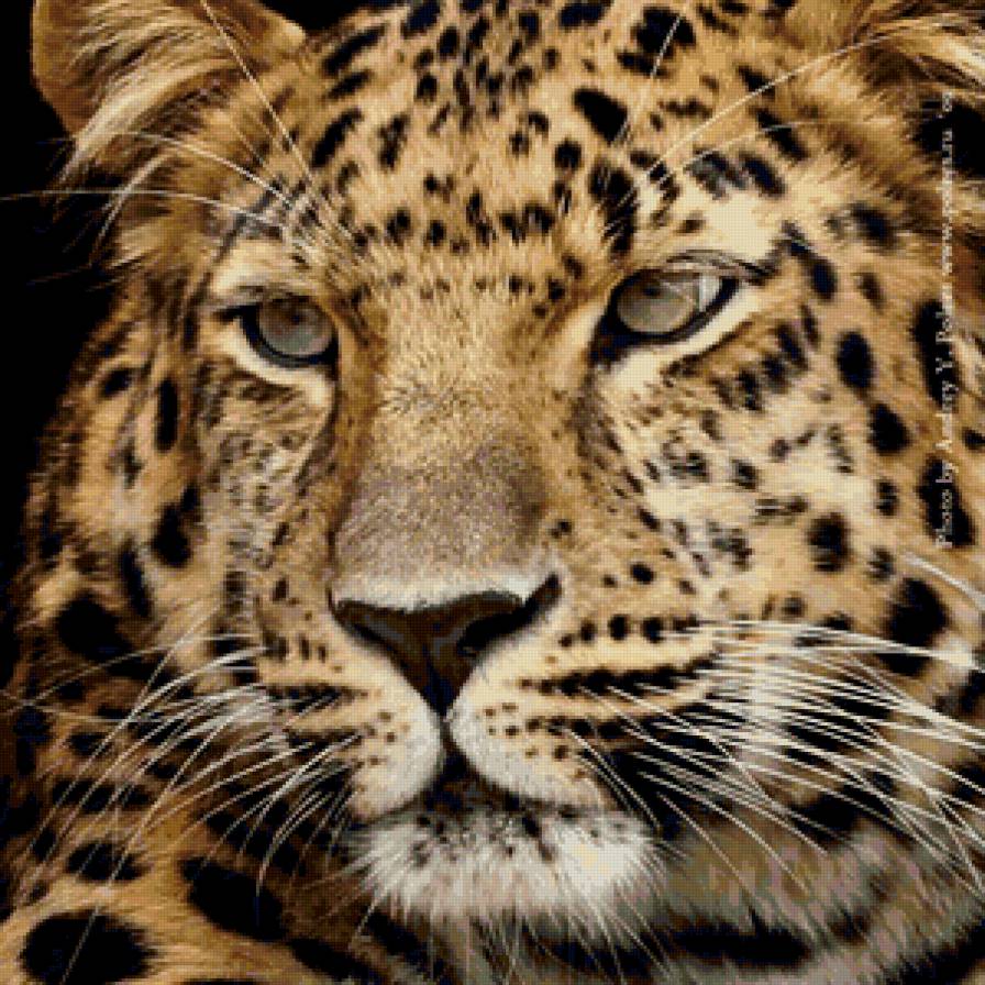 Серия "Большие кошки" - леопарды, животные, ягуар, кошки - предпросмотр