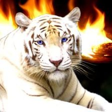 белый  тигр