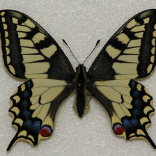 Оригинал схемы вышивки «бабочка» (№9393)