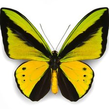 Оригинал схемы вышивки «бабочка» (№9401)
