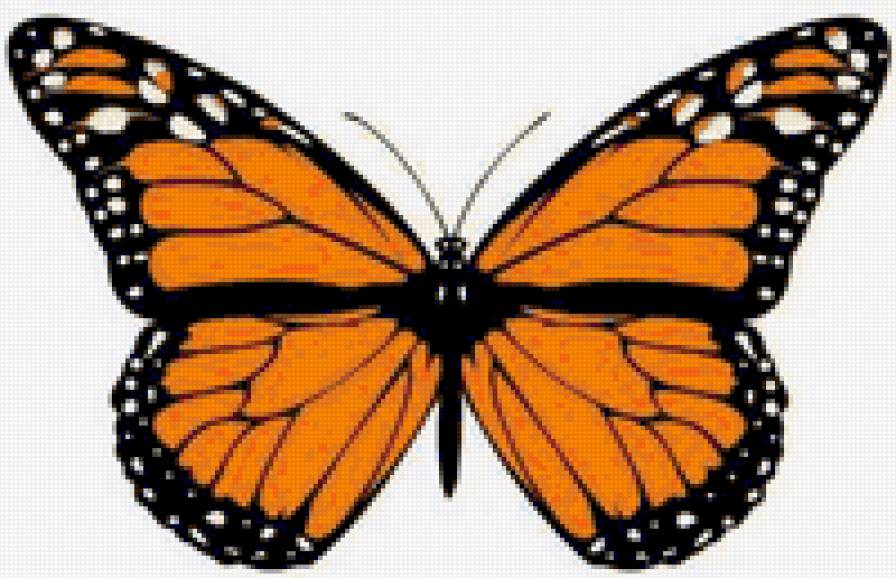 бабочка - бабочка - предпросмотр
